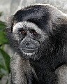 _MG_8461 mueller's gibbon 1.jpg