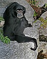 _MG_8466 siamang gibbon.jpg