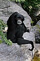 _MG_8467 siamang gibbon.jpg