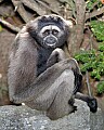 _MG_8471 mueller's gibbon.jpg