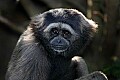 _MG_8475 mueller's gibbon.jpg