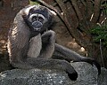 _MG_8503 mueller's gibbon.jpg