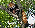 _MG_8533 red panda.jpg