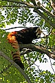 _MG_8535 red panda.jpg