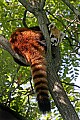 _MG_8538 red panda.jpg