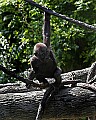 _MG_8613 baby gorilla.jpg