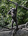 _MG_8614 western lowland gorilla baby.jpg