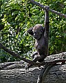 _MG_8615 baby western lowland gorilla.jpg