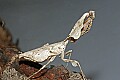 Cincinnati Zoo 011 dead-leaf mantis.jpg