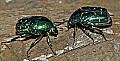 Cincinnati Zoo 027 tin-foil beetles.jpg