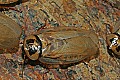 Cincinnati Zoo 075 bat cave cockroach.jpg