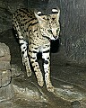 Cincinnati Zoo 116 Serval.jpg