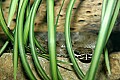 Cincinnati Zoo 125 ridge-nosed rattlesnake.jpg