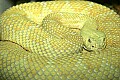 Cincinnati Zoo 133 western diamondback rattlesnake.jpg