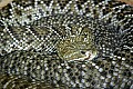 Cincinnati Zoo 135 mexican west coast rattlesnake.jpg