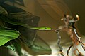 Cincinnati Zoo 139 something tree snake.jpg