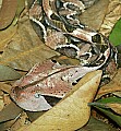 Cincinnati Zoo 145 gaboon Viper.jpg