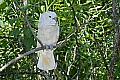 Cincinnati Zoo 161 sulfur-crested cockatoo.jpg