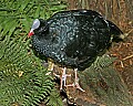 Cincinnati Zoo 196 Northern Helmeted Currasow.jpg