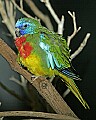 Cincinnati Zoo 209 scarlet-chested parrot.jpg