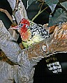 Cincinnati Zoo 210 red and yellow barbet.jpg