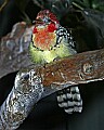 Cincinnati Zoo 213 red and yellow barbet.jpg