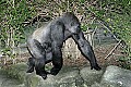 Cincinnati Zoo 234 western lowland gorilla.jpg