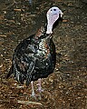 Cincinnati Zoo 252 tom turkey.jpg