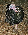 Cincinnati Zoo 254 tom turkey.jpg