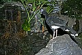 Cincinnati Zoo 261 nrothern helmeted currasow.jpg