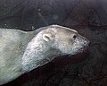 Cincinnati Zoo 270 polar bear swimming.jpg