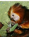 Cincinnati Zoo 282 golden-maned lion tamarin.jpg