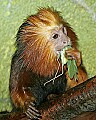 Cincinnati Zoo 289 golden-maned lion tamarin.jpg