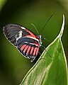 Cincinnati Zoo 292 passion fruit butterfly.jpg