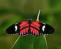 Cincinnati Zoo 295 passion fruit butterfly.jpg