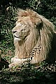 Cincinnati Zoo 305 white lions.jpg