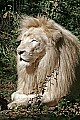 Cincinnati Zoo 308 white lion.jpg