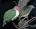 Cincinnati Zoo 309 jambu fruit doves.jpg