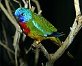 Cincinnati Zoo 313 scarlet-chested parrot.jpg