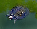 Cincinnati Zoo 333 red-eared turtle.jpg