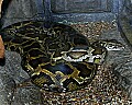 Cincinnati Zoo 343 boa constrictor.jpg