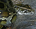 Cincinnati Zoo 345 boa constrictor.jpg