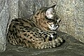 Cincinnati Zoo 353 black-footed cat.jpg