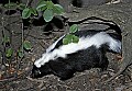 Cincinnati Zoo 354 striped skunk.jpg