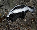 Cincinnati Zoo 361 striped skunk.jpg