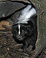 Cincinnati Zoo 375 striped skunk 2.jpg