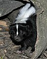 Cincinnati Zoo 375 striped skunk.jpg