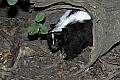 Cincinnati Zoo 379 striped skunk.jpg