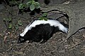 Cincinnati Zoo 381 striped skunk.jpg