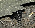 Cincinnati Zoo 385 striped skunk.jpg